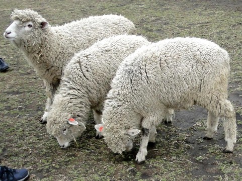 羊3匹